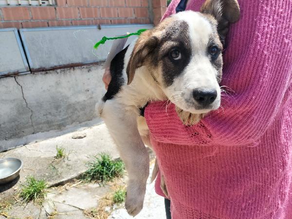 Barney Foto 5